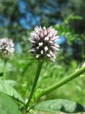 Glycyrrhiza echinata