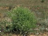 Crambe aspera