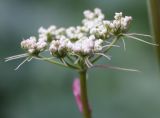 Conioselinum tataricum. Зонтик с бутонами. Хорошо видны односторонне расположенные длинные листочки обёрточки и единственный листочек обёртки. Юг Пинежского р-на Архангельской обл., середина августа.