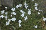 Dianthus cretaceus