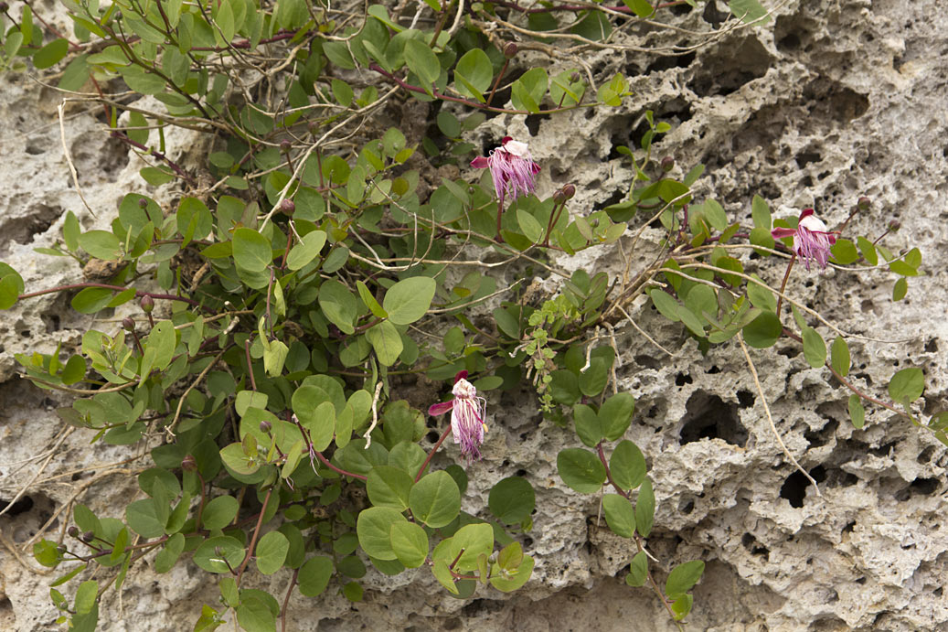 Изображение особи Capparis sicula.