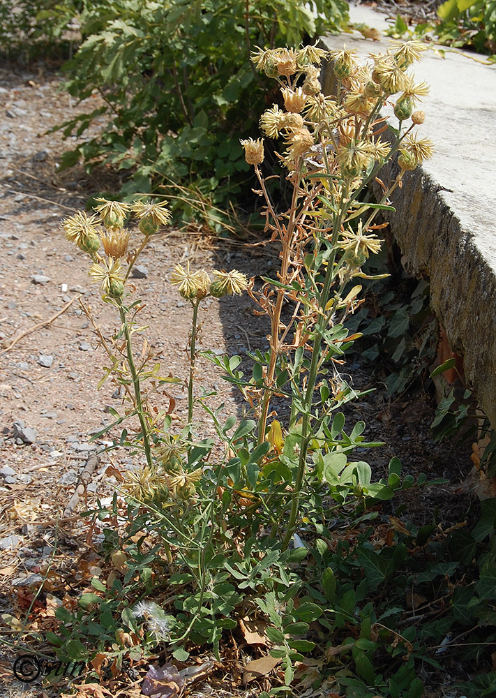 Image of Centaurea salonitana specimen.