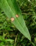 Persicaria amphibia