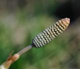 Equisetum sylvaticum. Стробил. Московская обл., Раменский р-н, окр. ж/платформы Хрипань, смешанный лес у ЛЭП. 12.05.2015.