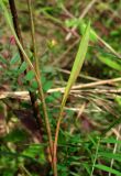 Symphyotrichum graminifolium. Часть побега. Краснодарский край, Сочи, окр. Хосты, рудеральное место. 06.10.2014.