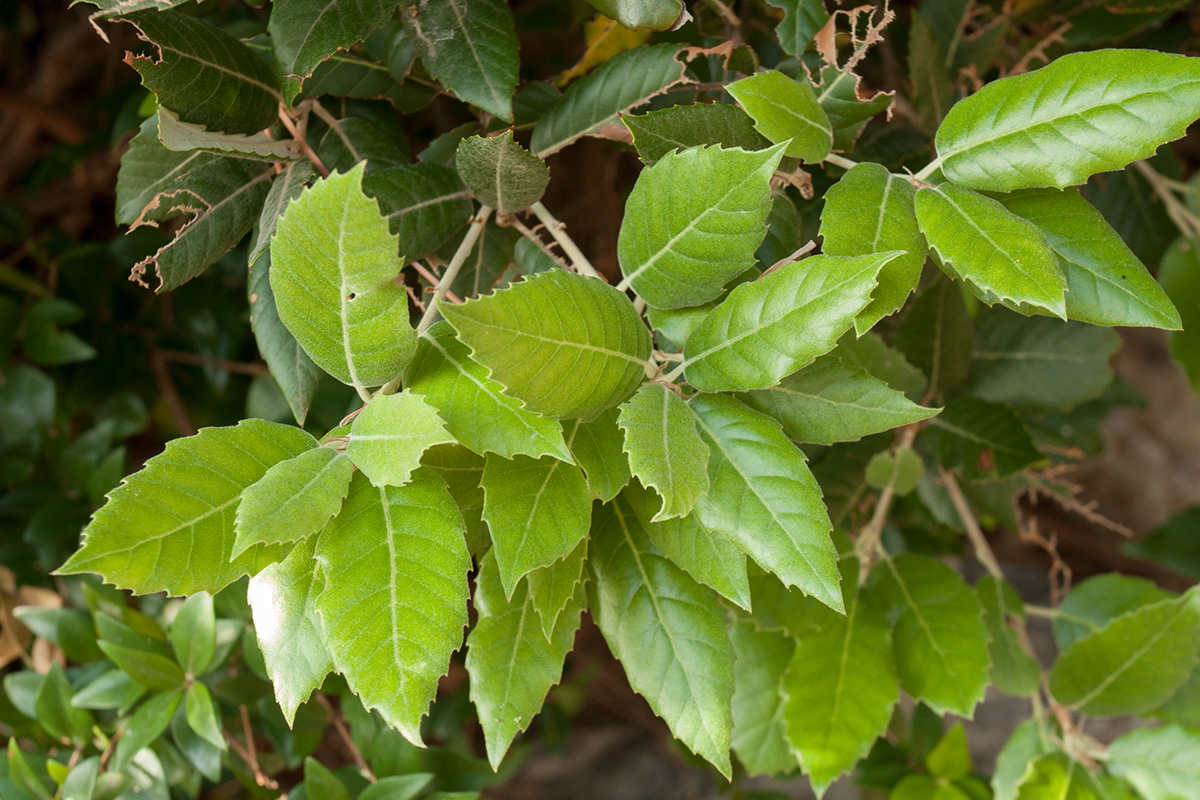 Image of genus Quercus specimen.