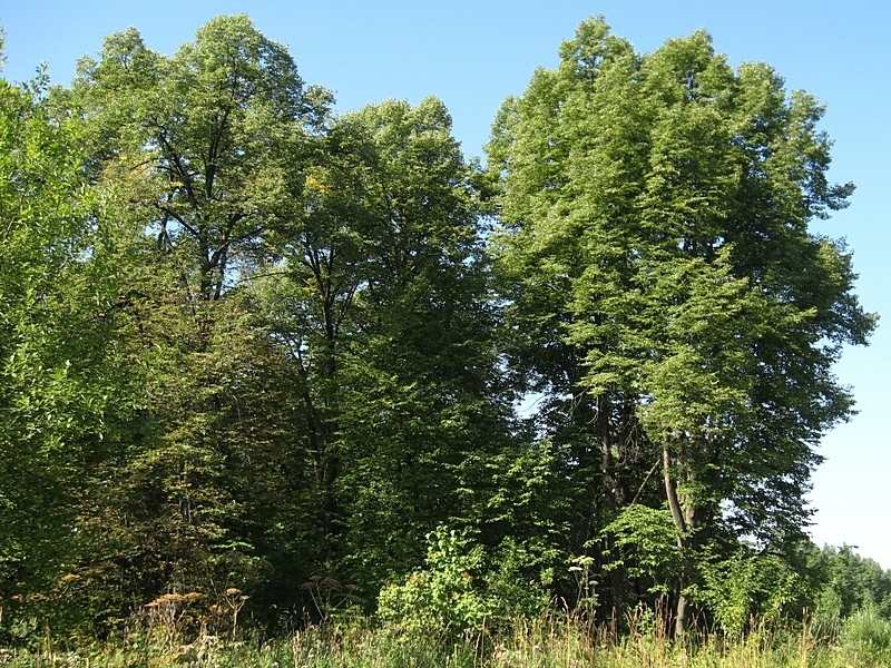 Image of Tilia sibirica specimen.