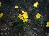 Oenothera tetragona