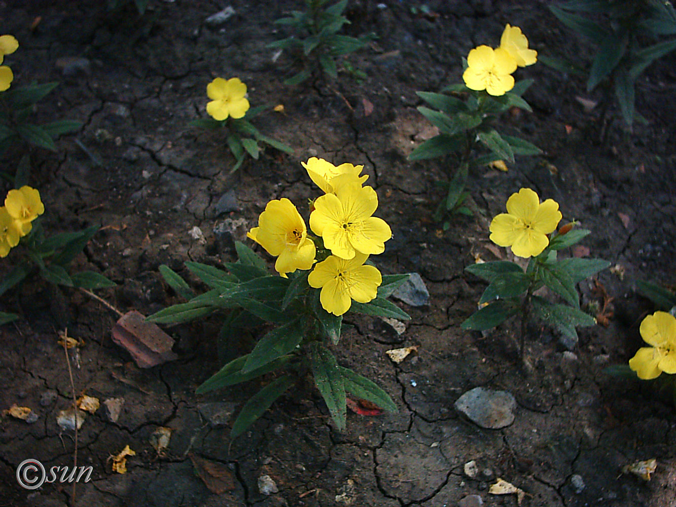 Изображение особи Oenothera tetragona.