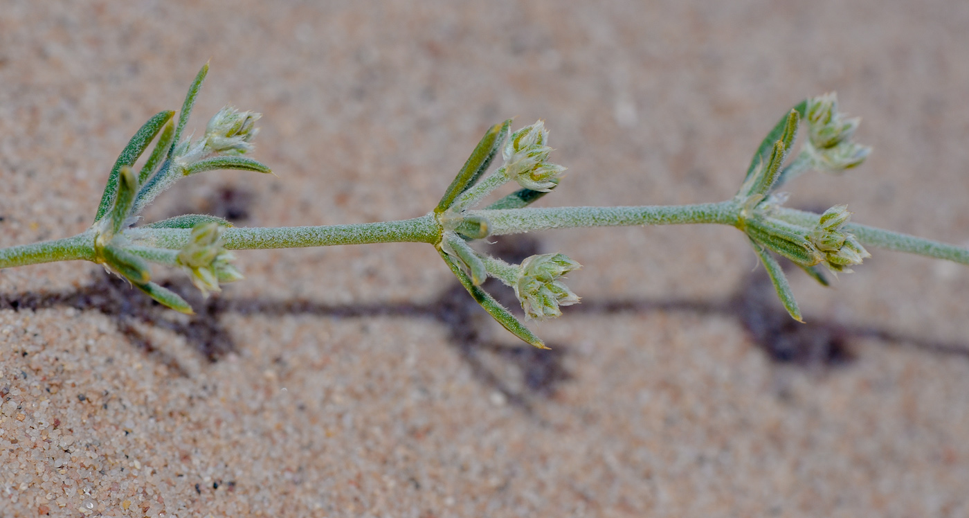 Image of Polycarpaea repens specimen.