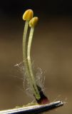 Salix phylicifolia. Отдельный мужской цветок с прицветной чешуйкой. Новгородская обл., Боровичский р-н, 3 км западнее г. Боровичи, луг недалеко от оз. Крюково. 18.04.2015.