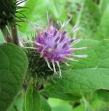 Arctium minus