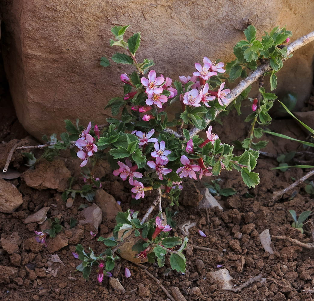 Изображение особи Cerasus prostrata.