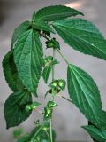 Acalypha australis. Верхушка побега цветущего растения. Узбекистан, г. Ташкент, пос. Улугбек. 29.08.2014.