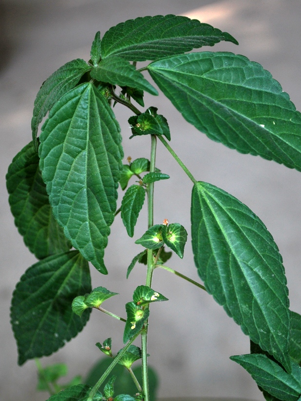 Image of Acalypha australis specimen.