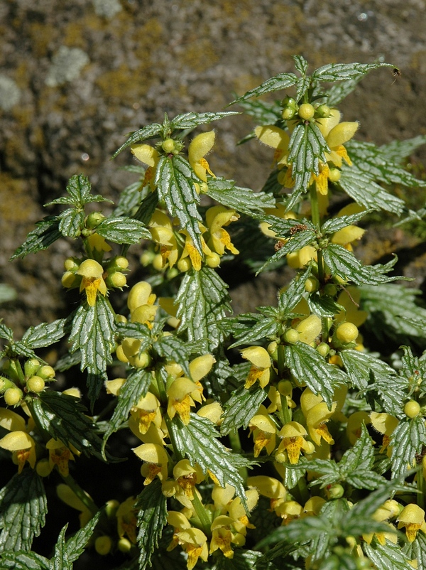 Image of Galeobdolon luteum specimen.