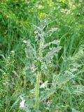 Sisymbrium loeselii