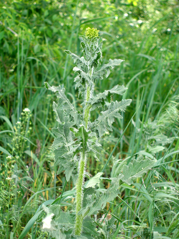 Изображение особи Sisymbrium loeselii.