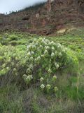 Echium decaisnei