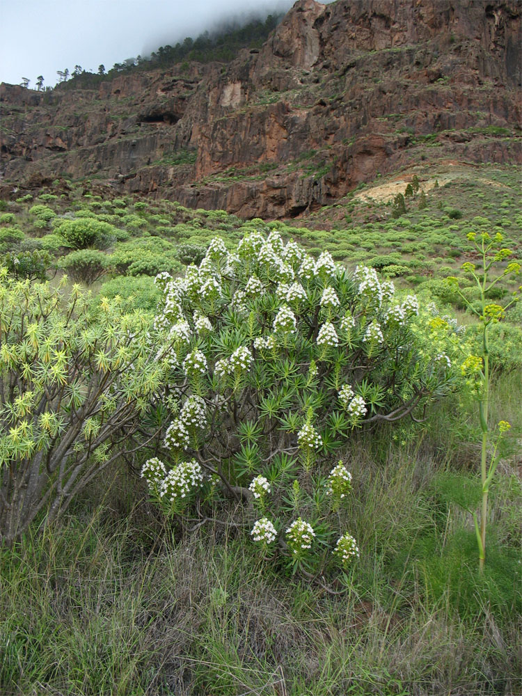 Image of Echium decaisnei specimen.