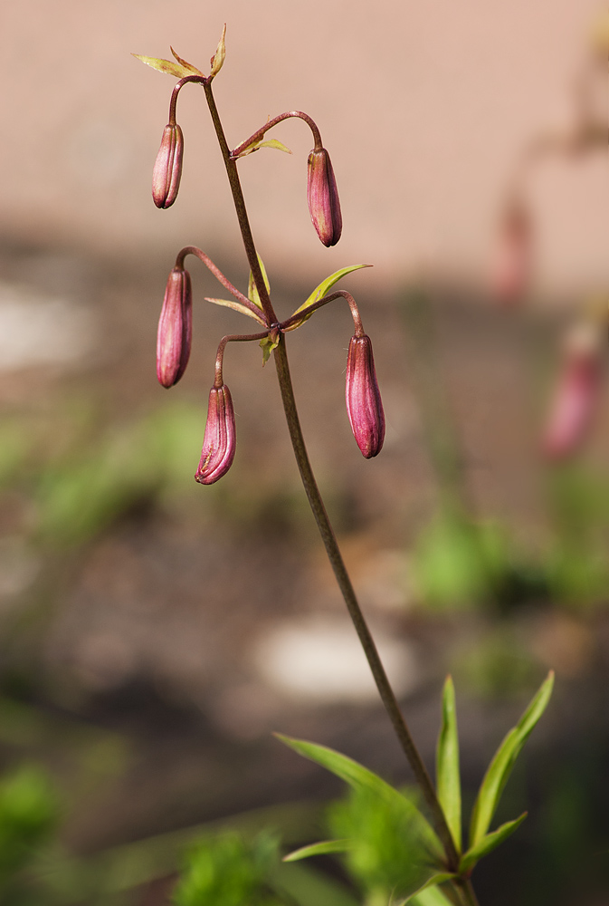 Image of Lilium pilosiusculum specimen.