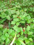 Rubus saxatilis