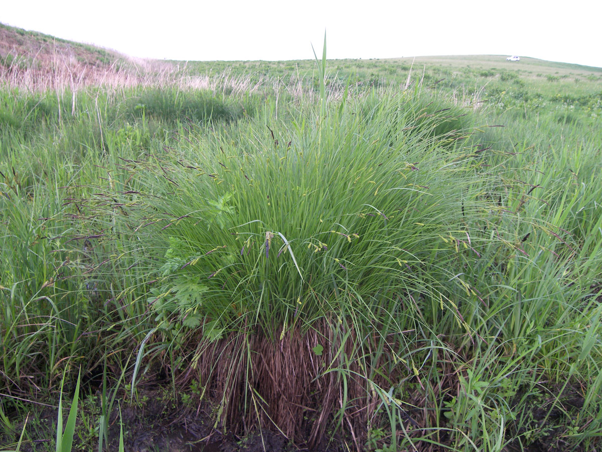 Изображение особи Carex cespitosa.