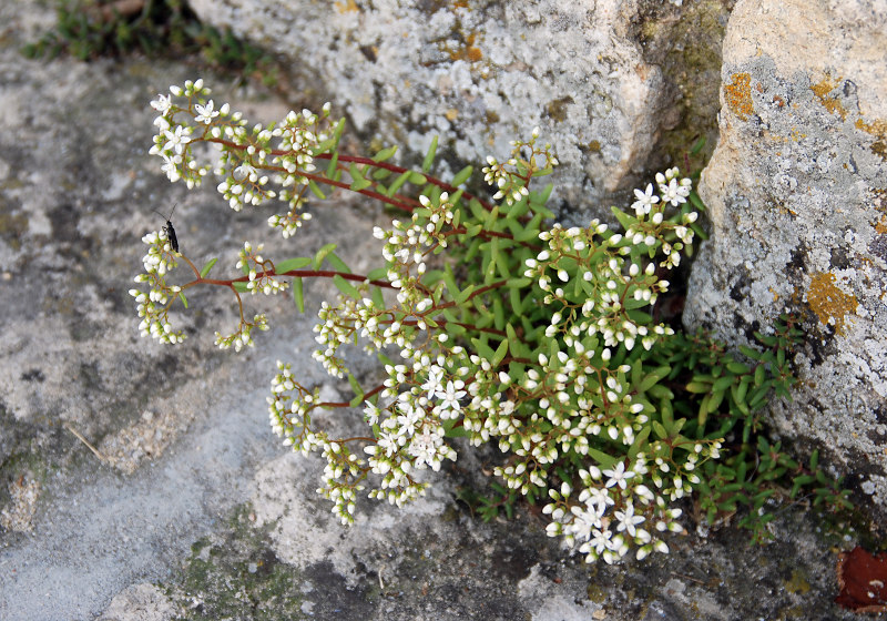 Изображение особи Sedum album.