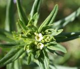 Lithospermum officinale. Верхушка зацветающего растения. Кыргызстан, Нарынская обл., левый берег р. Нарын, долина руч. Бурган-Суу. 11.06.2015.