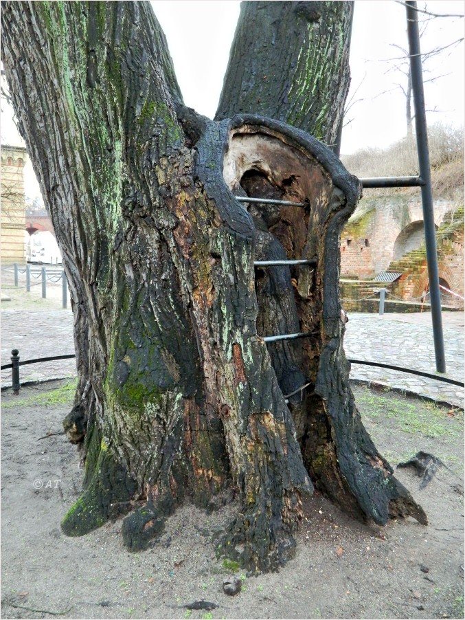 Image of Tilia cordata specimen.