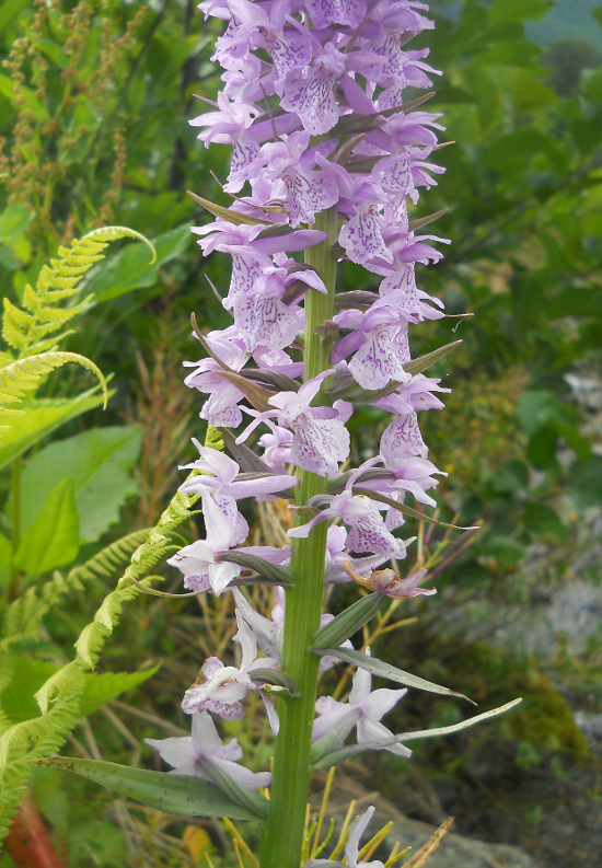 Image of Dactylorhiza urvilleana specimen.