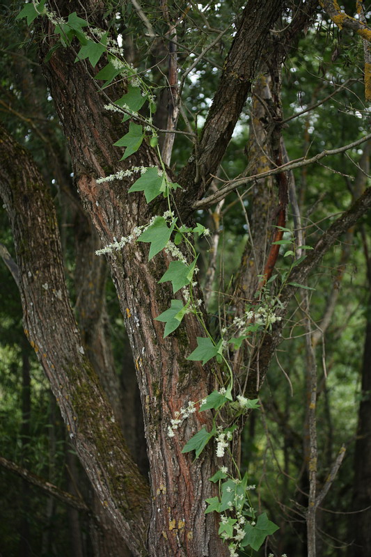 Изображение особи Echinocystis lobata.