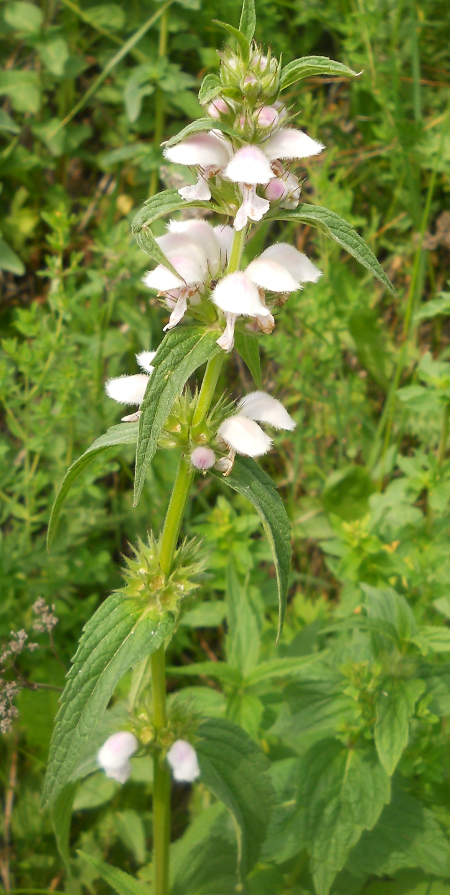 Image of Stachyopsis oblongata specimen.
