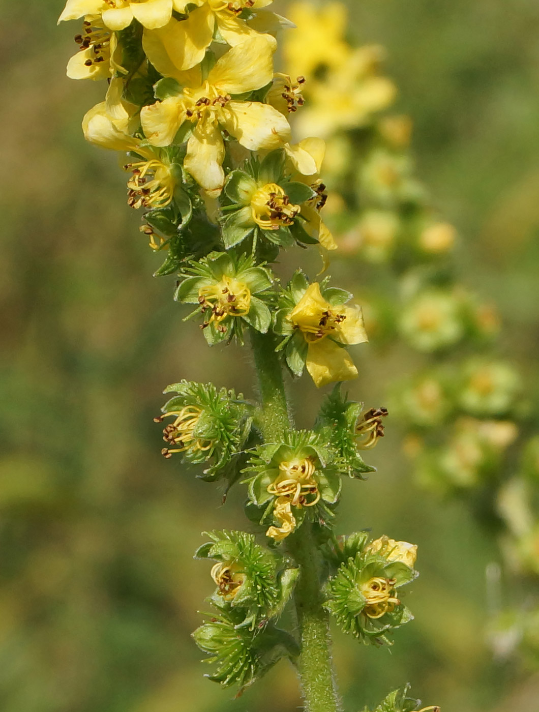 Image of Agrimonia asiatica specimen.