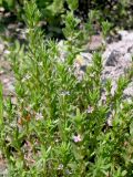 Lythrum hyssopifolia