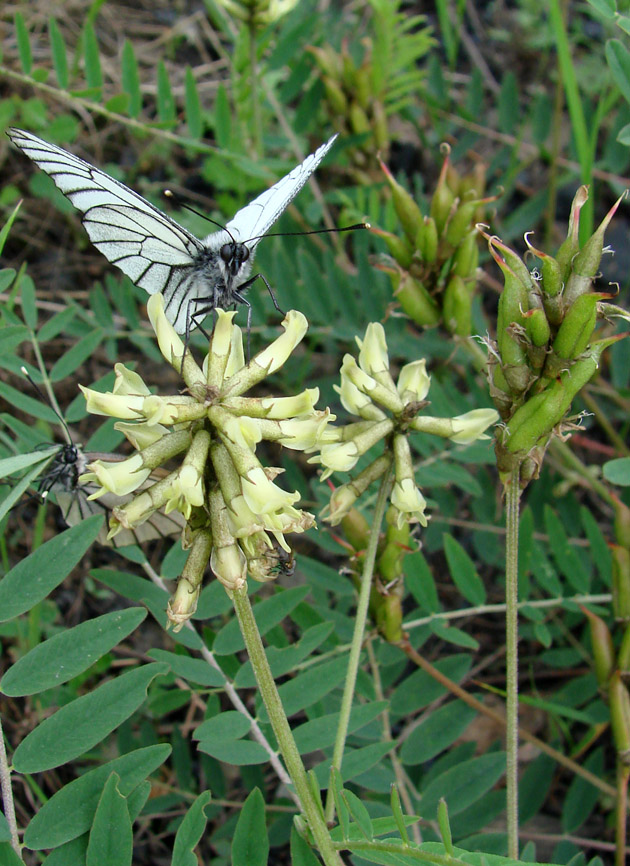 Image of Astragalus schelichowii specimen.