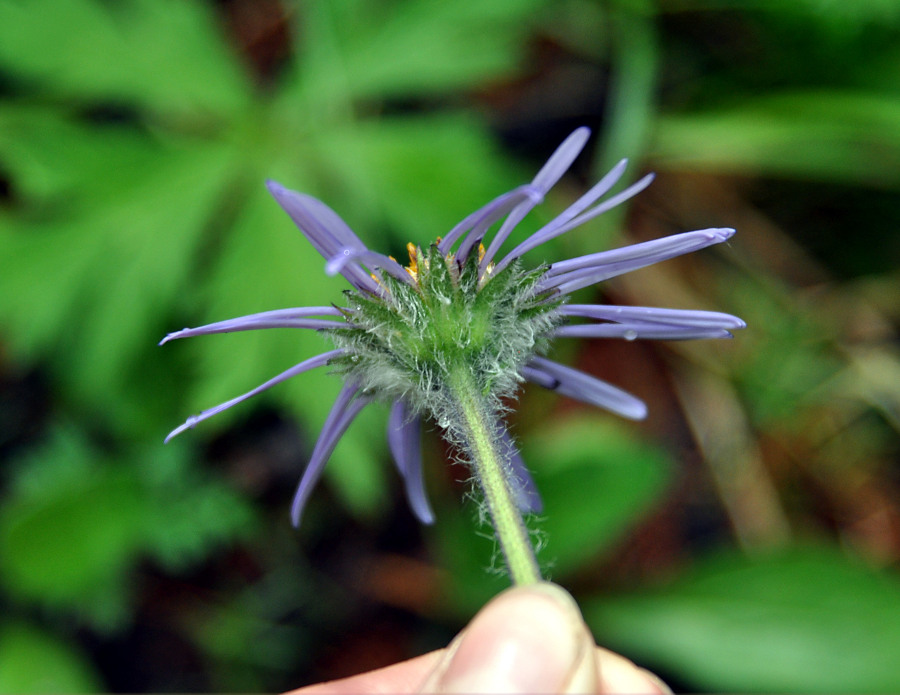 Image of Erigeron flaccidus specimen.