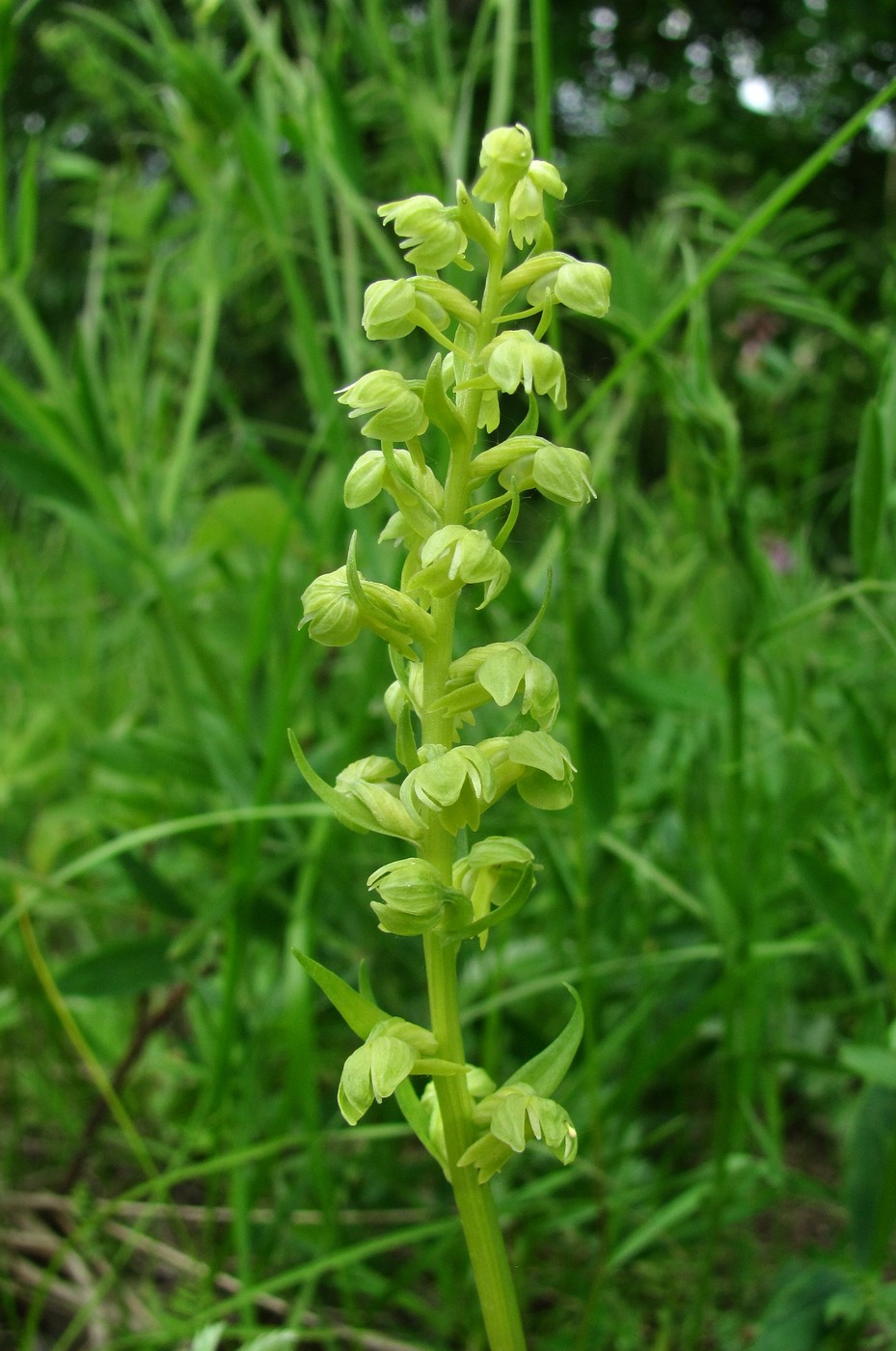 Изображение особи Dactylorhiza viridis.