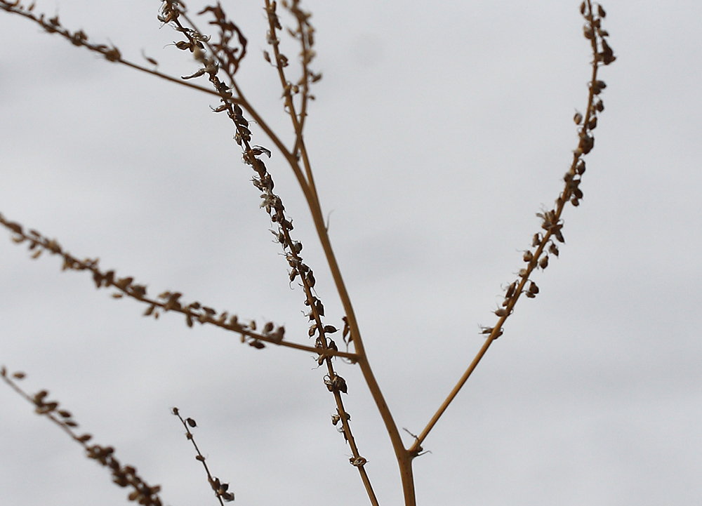 Image of Melilotus officinalis specimen.