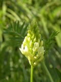 Astragalus cicer. Соцветие. Украина, Днепропетровская обл., левый берег Днепра, окр. с. Кулеши, влажная низинка в песчаной степи. 08.08.2009.