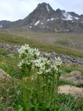 Swertia graciliflora. Верхушки цветущих растений. Узбекистан, Ташкентская обл., Чаткальский хр., Чаткальский запов., верховья Ташкескенсая, 3200 м н.у.м., низкотравный высокогорный луг. 12.08.2013.