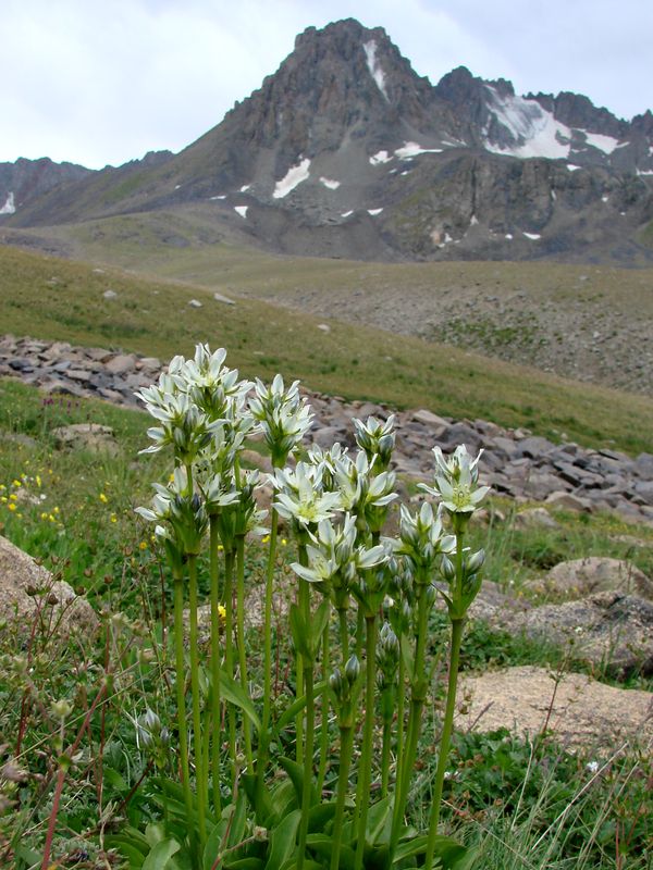 Image of Swertia graciliflora specimen.