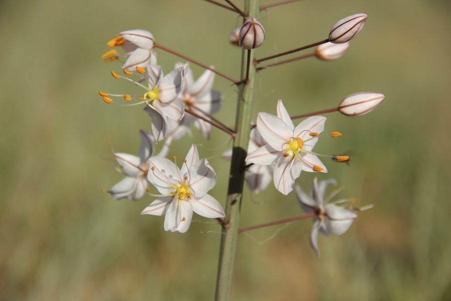 Изображение особи Eremurus olgae.