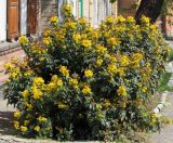 Mahonia aquifolium