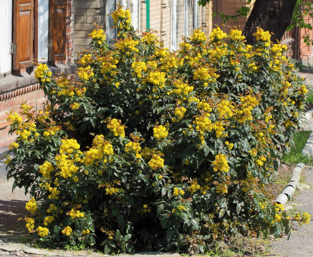 Image of Mahonia aquifolium specimen.