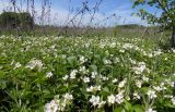 Fragaria campestris