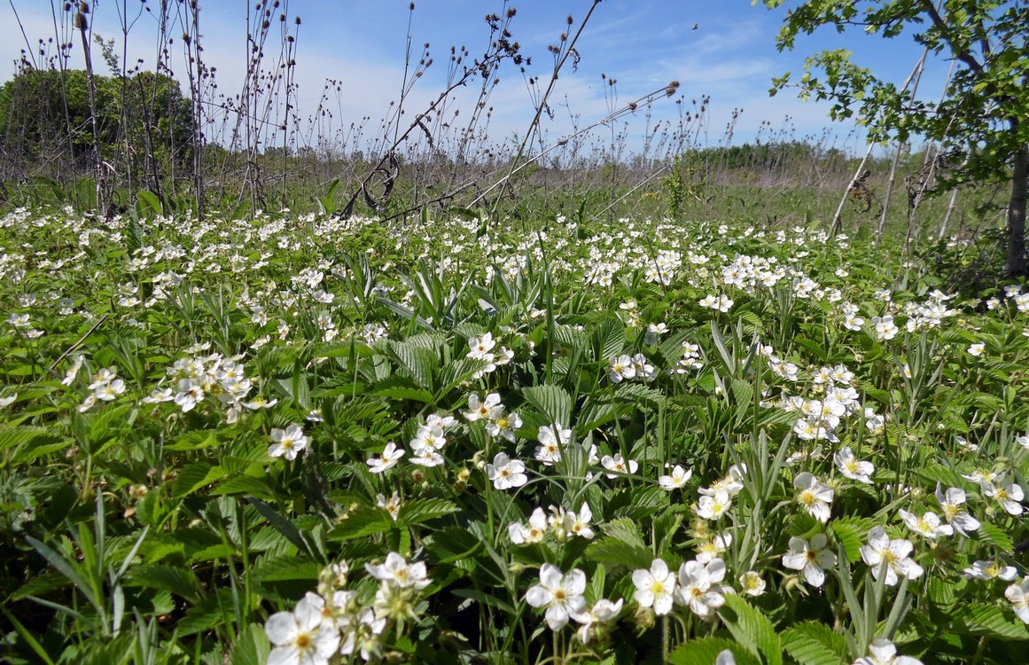 Изображение особи Fragaria campestris.