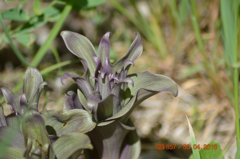 Image of Epipactis condensata specimen.