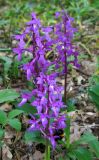 Orchis mascula