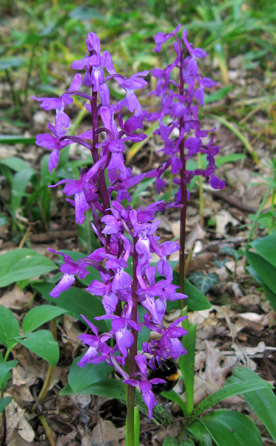 Изображение особи Orchis mascula.